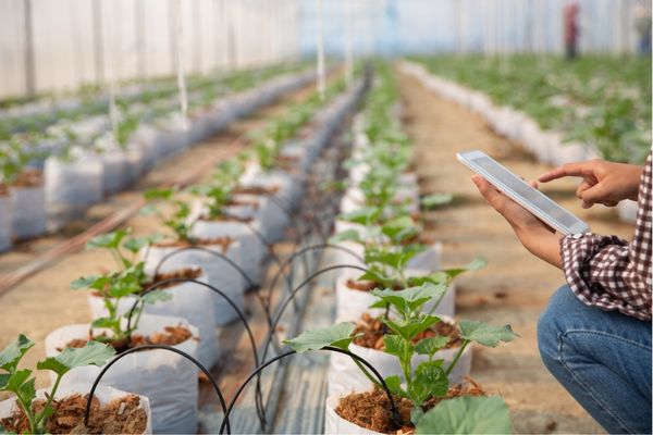 Cơ hội việc làm sau tốt nghiệp