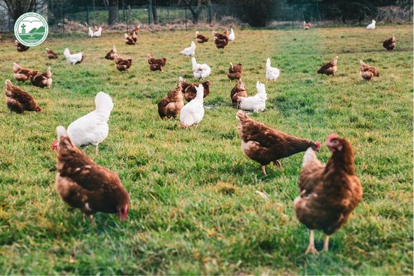 Bác sĩ thú y giúp quản lý sinh sản, phối giống và sức khỏe đàn vật nuôi