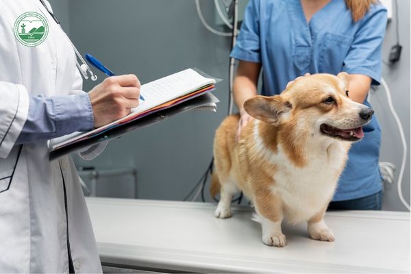 Bác sĩ thú y học bao nhiêu năm
