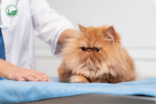 Bác sĩ thú y làm gì? Khám và điều trị bệnh cho động vật