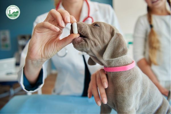 Dược Thú y là gì?