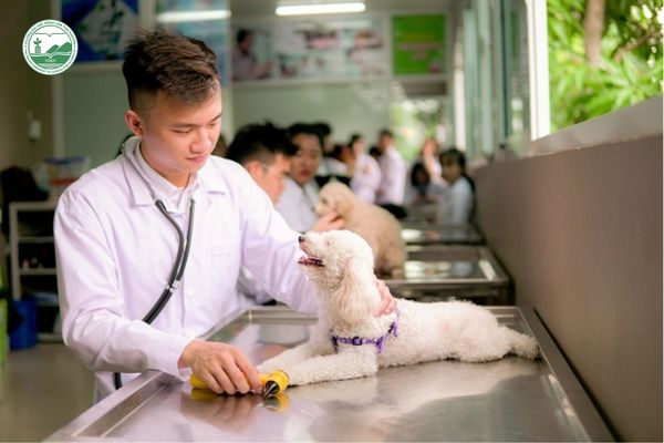 Học ngành Thú y ra làm gì sau khi tốt nghiệp